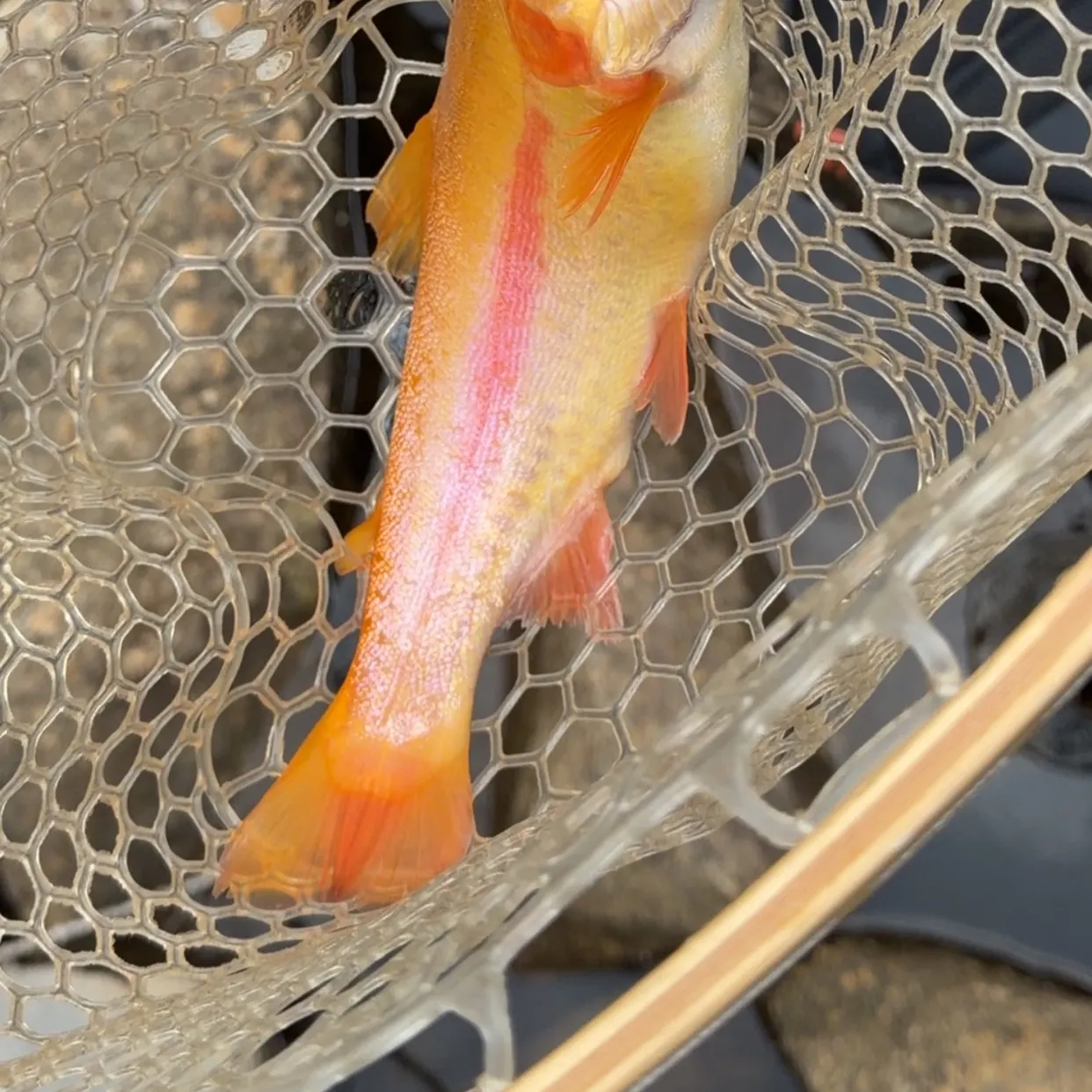 Golden rainbow trout caught on Fishbrain