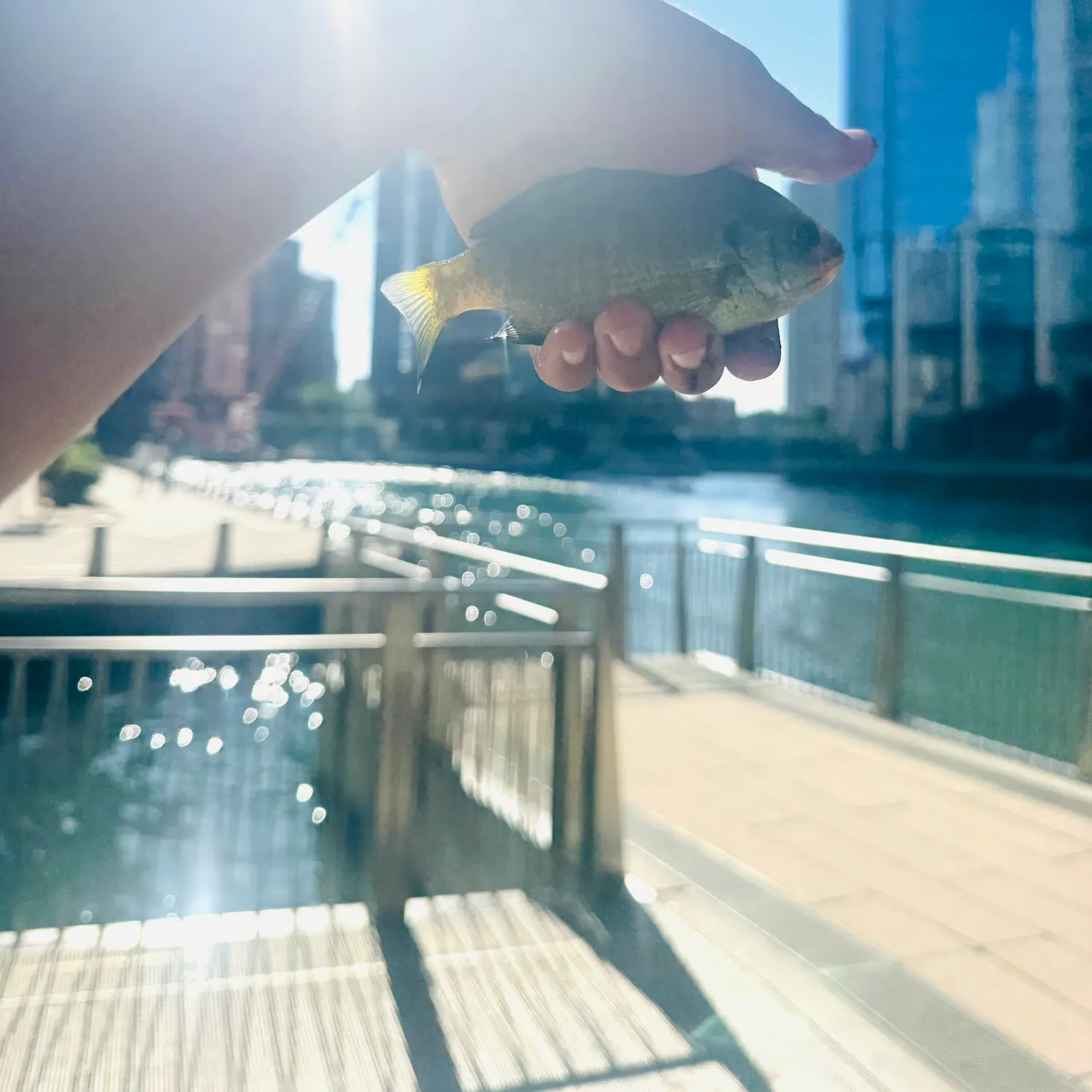 Bluegill caught on Fishbrain