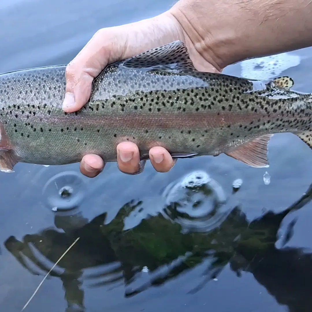 Cutbow caught on Fishbrain