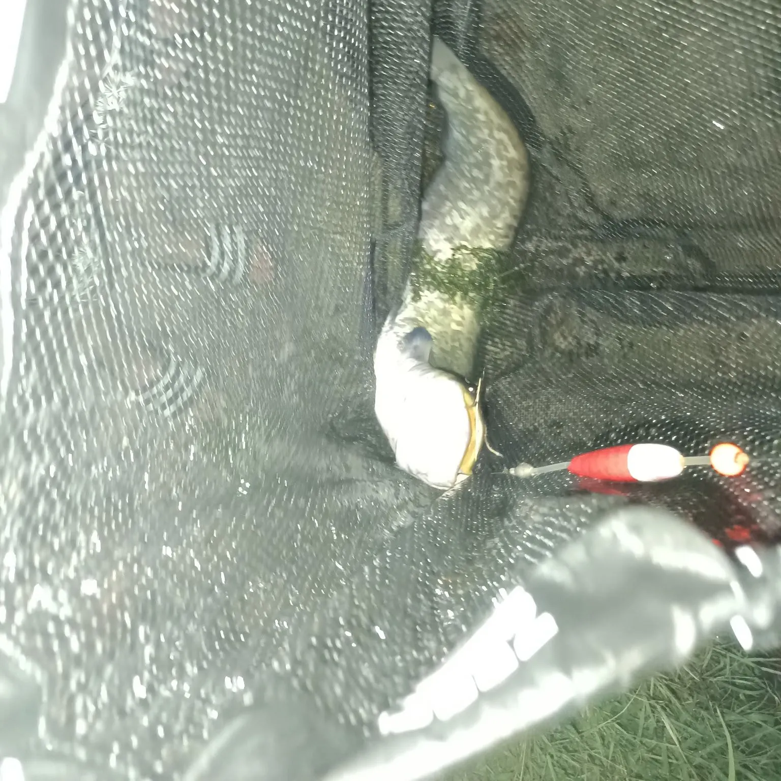 Amur catfish caught on Fishbrain