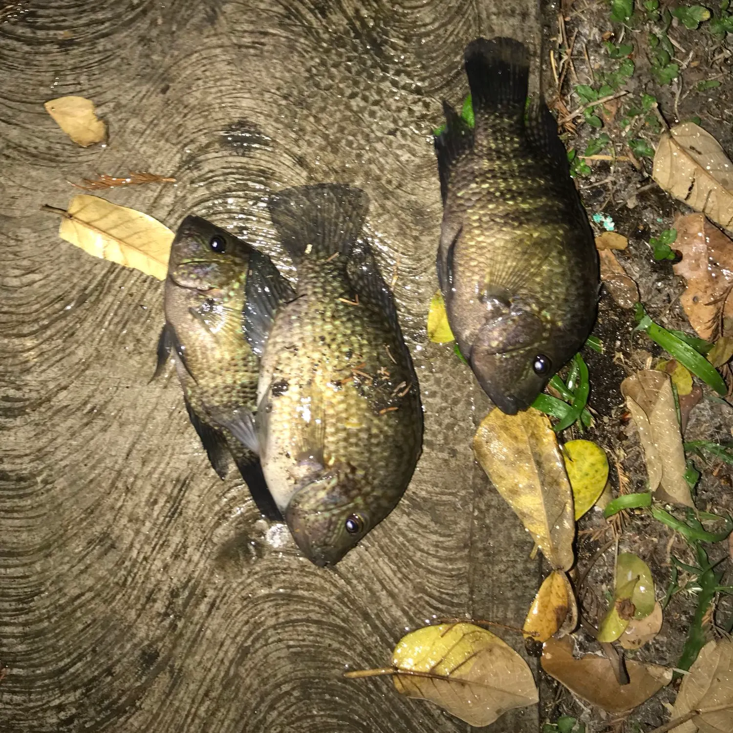 recently logged catches