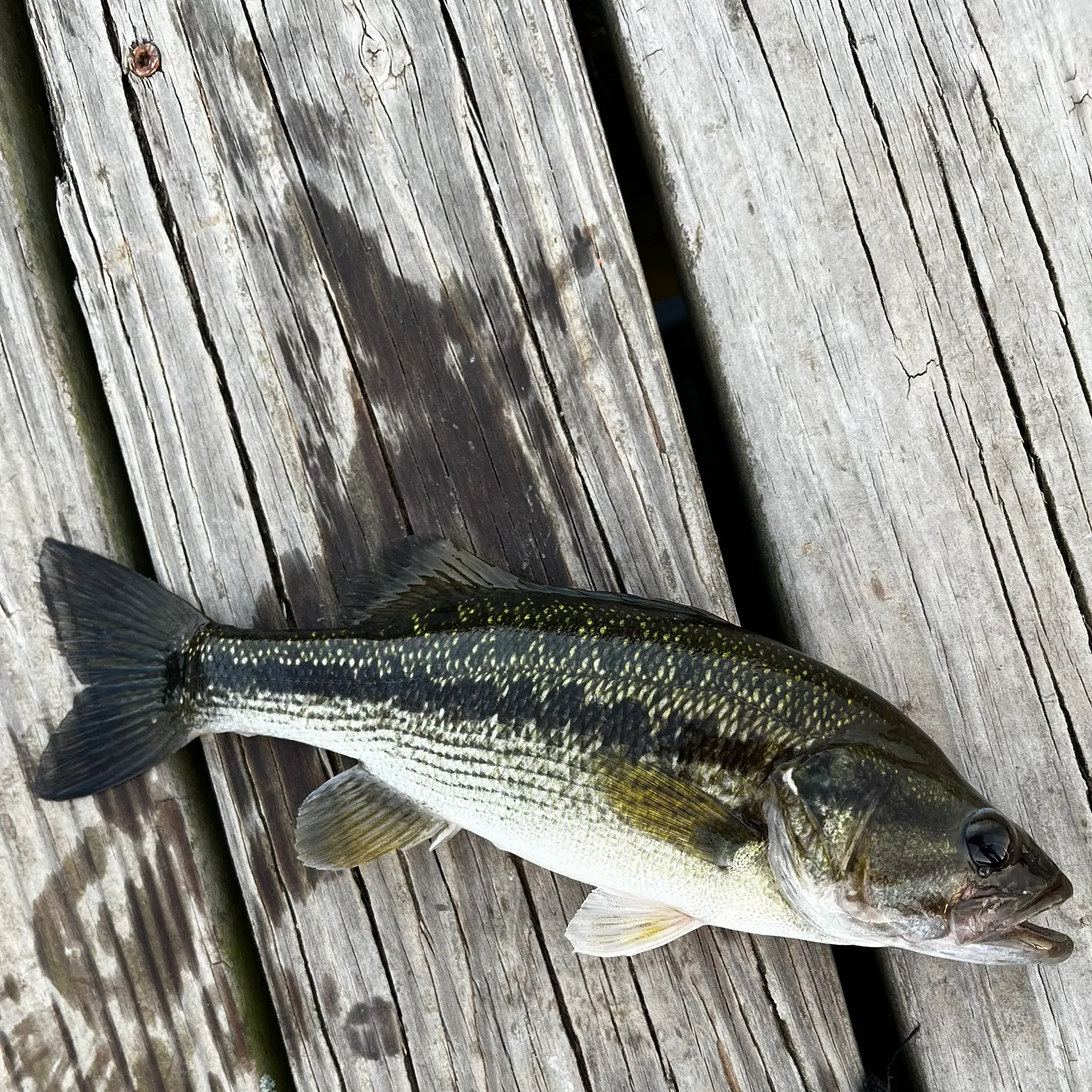 Spotted bass caught on Fishbrain
