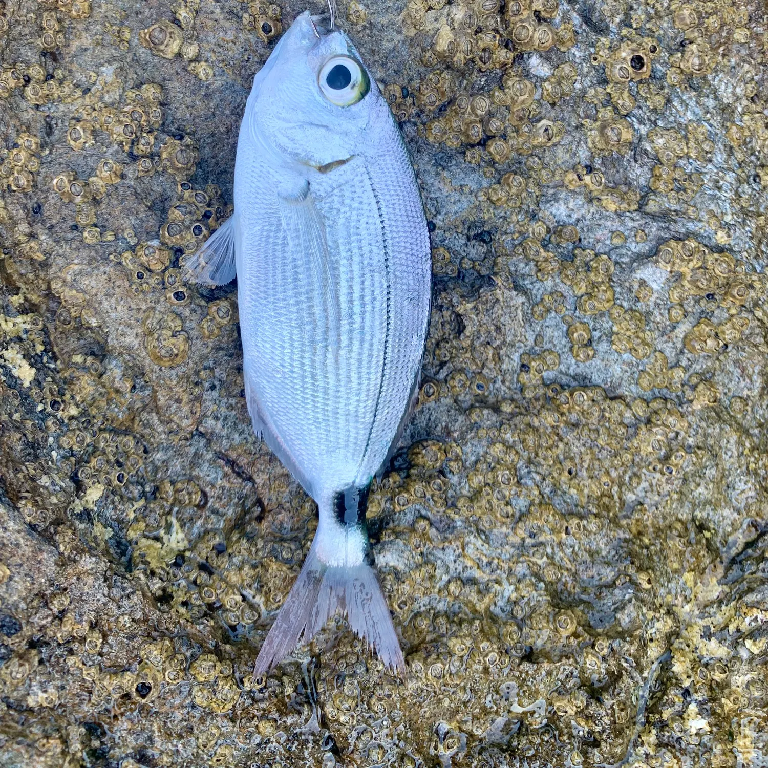 The most recent Saddled seabream catches on Fishbrain