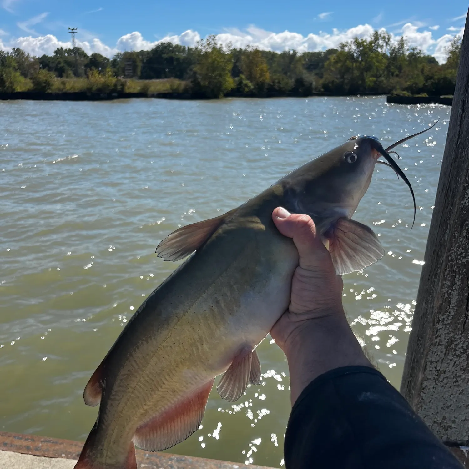 Channel catfish caught on Fishbrain
