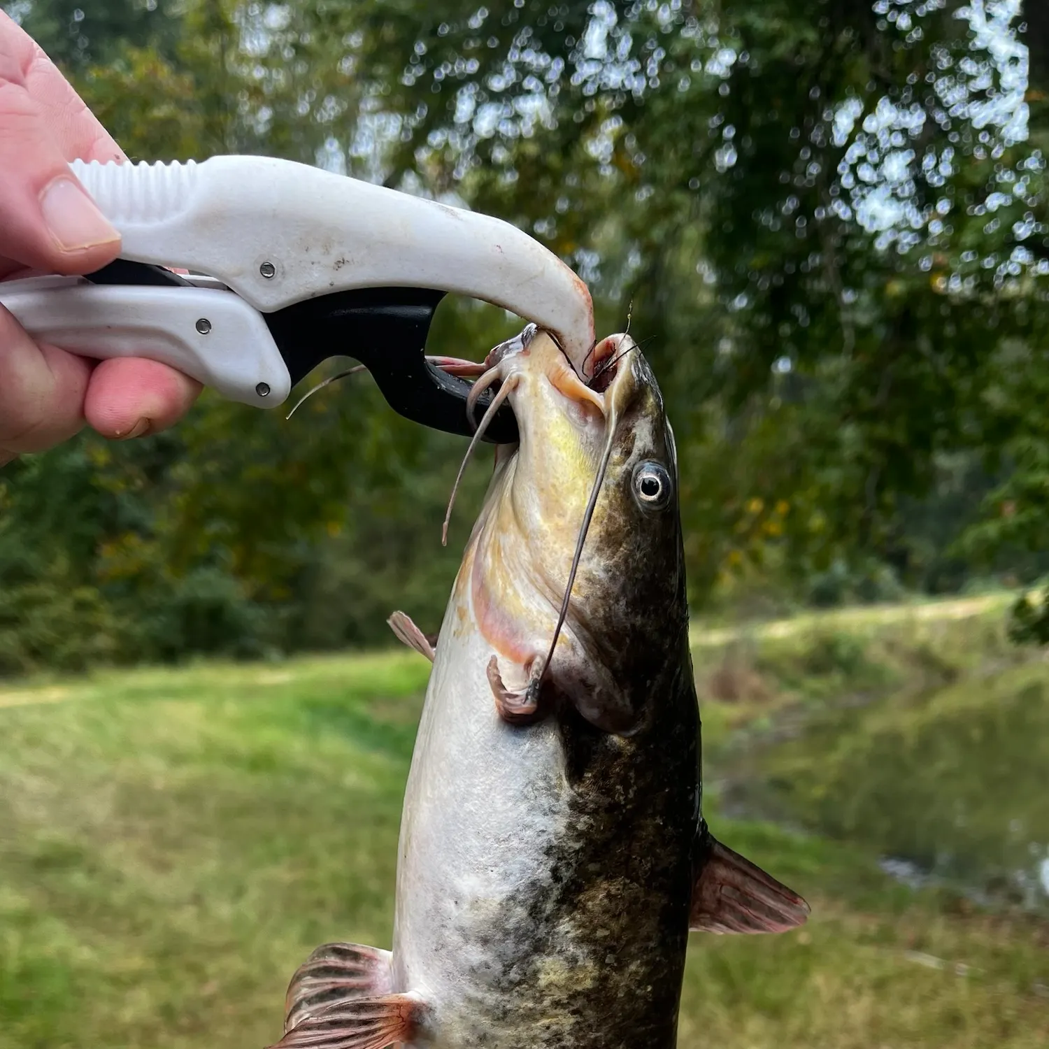 Brown bullhead caught on Fishbrain