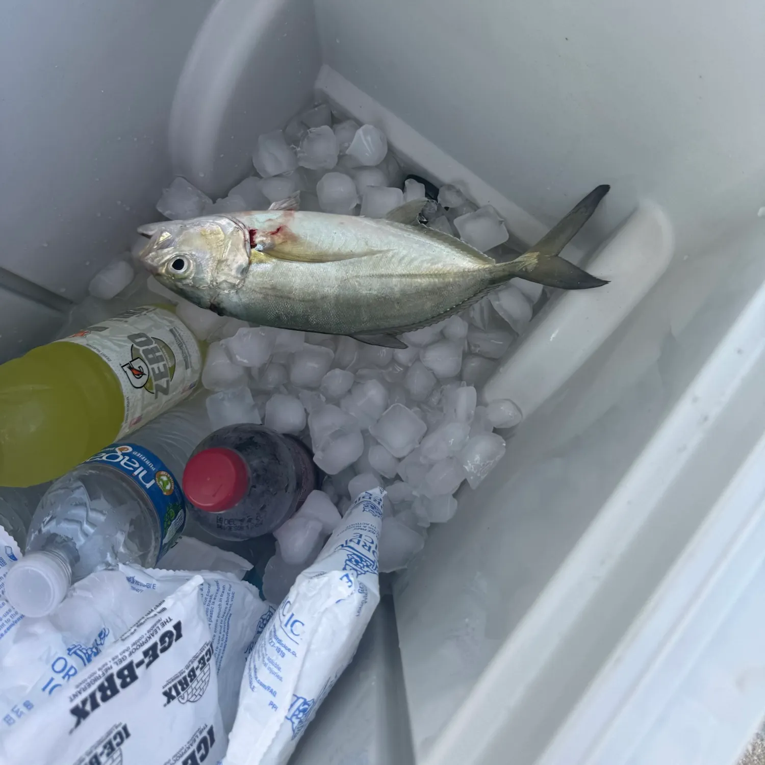 Blue runner caught on Fishbrain