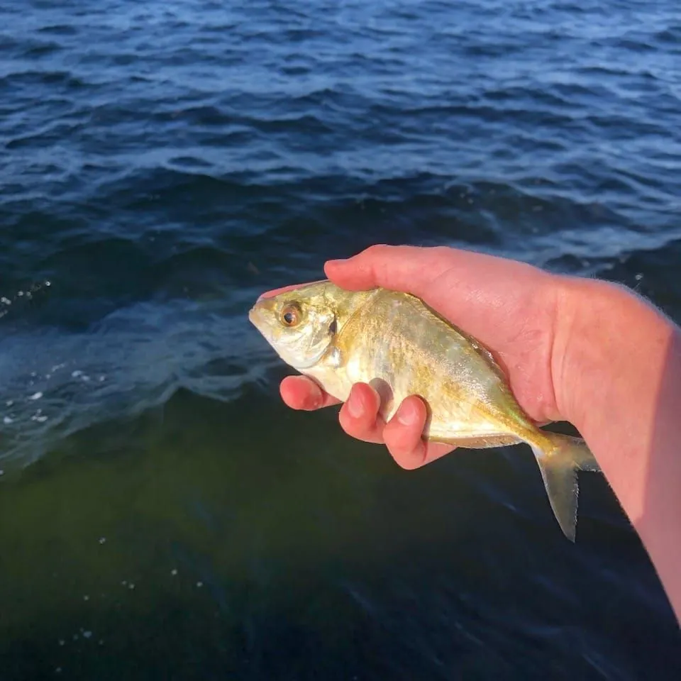 The most recent White trevally catches on Fishbrain
