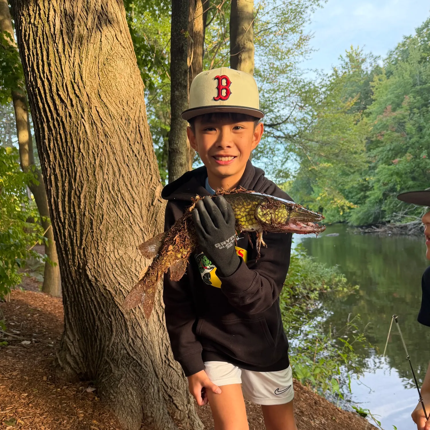 Chain pickerel caught on Fishbrain