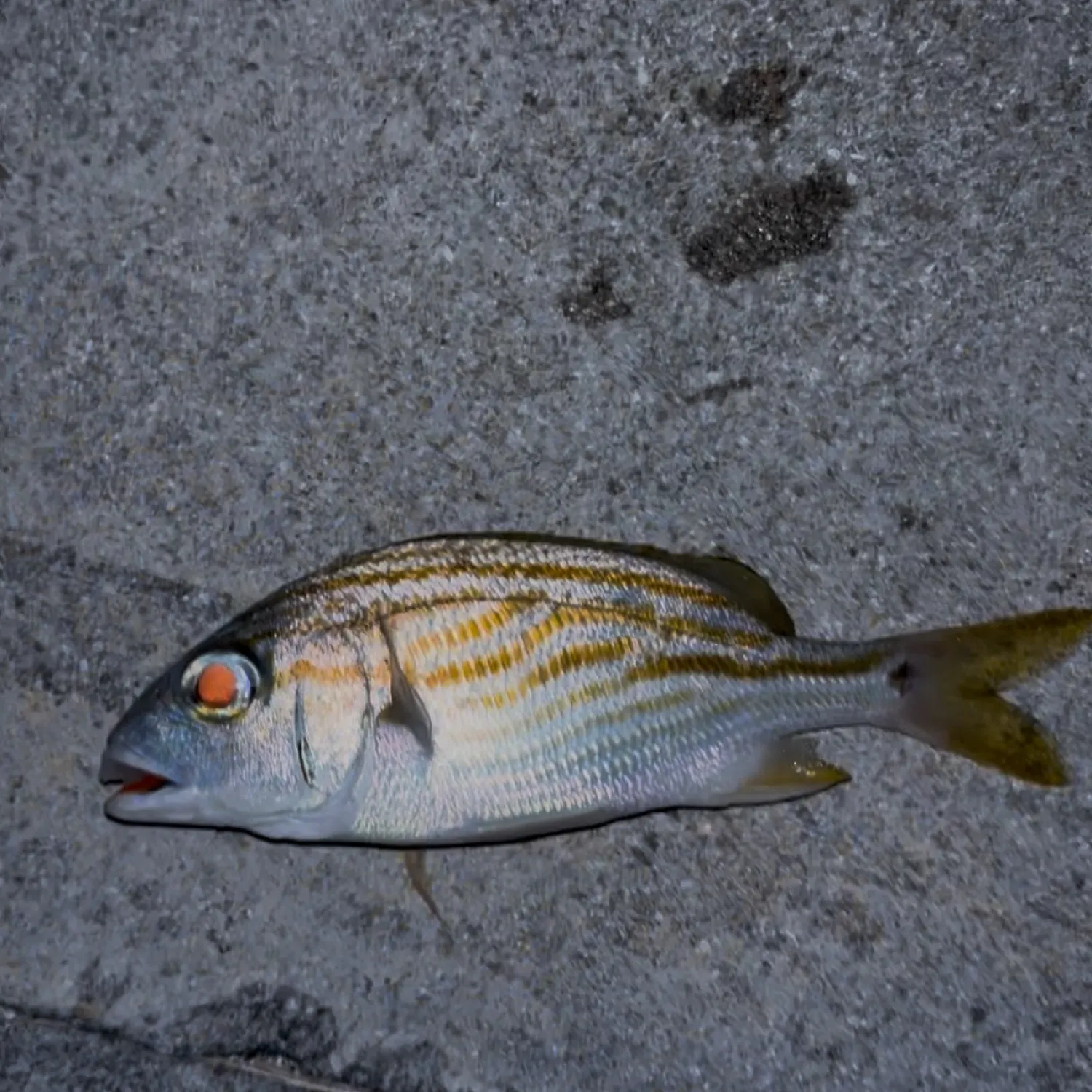 The most recent Spanish flag snapper catches on Fishbrain