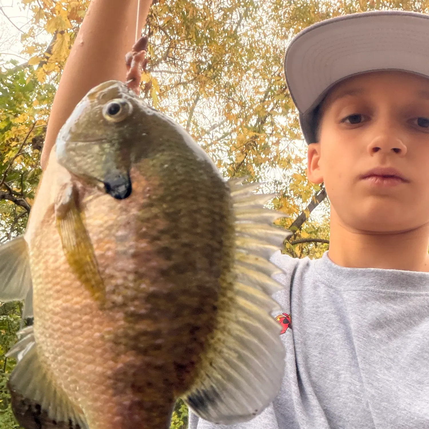 Bluegill caught on Fishbrain