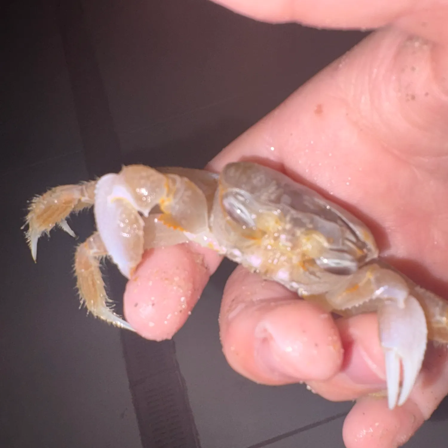 The most recent Asian shore crab catches on Fishbrain