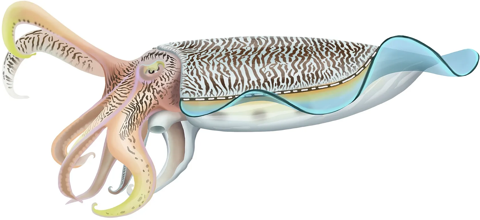 Giant Australian Cuttlefish