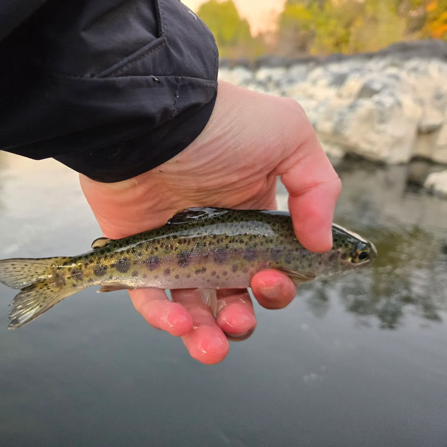 Rainbow trout caught on Fishbrain