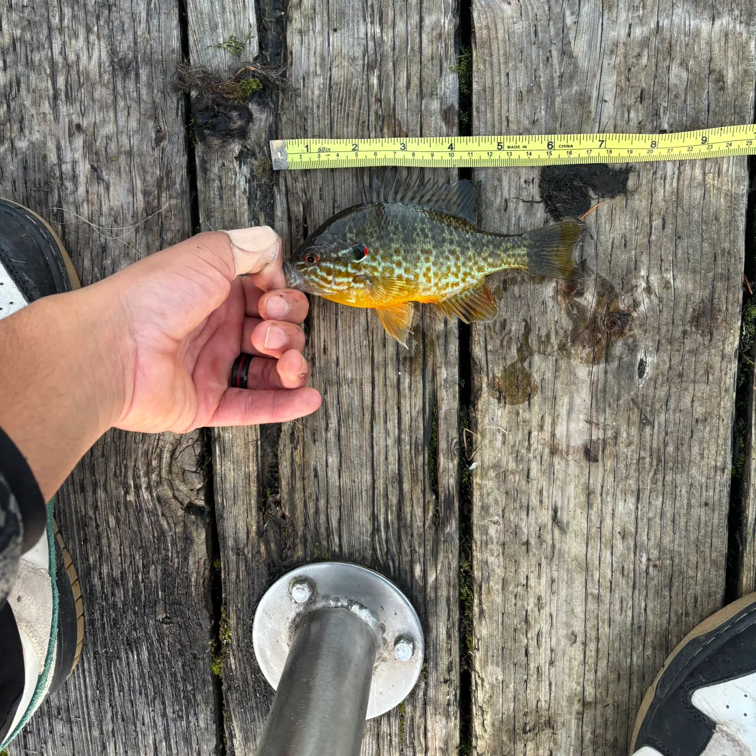 recently logged catches