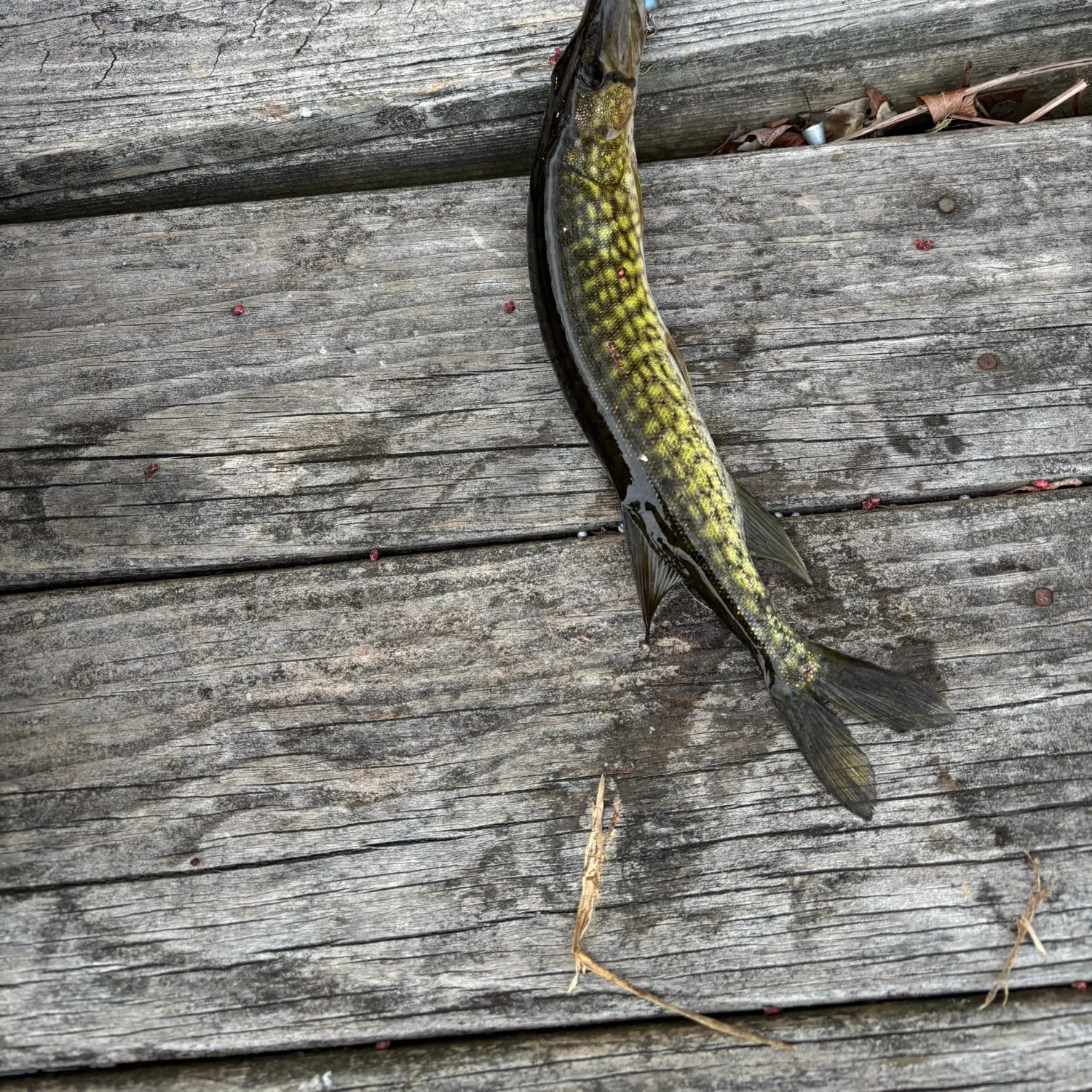 recently logged catches