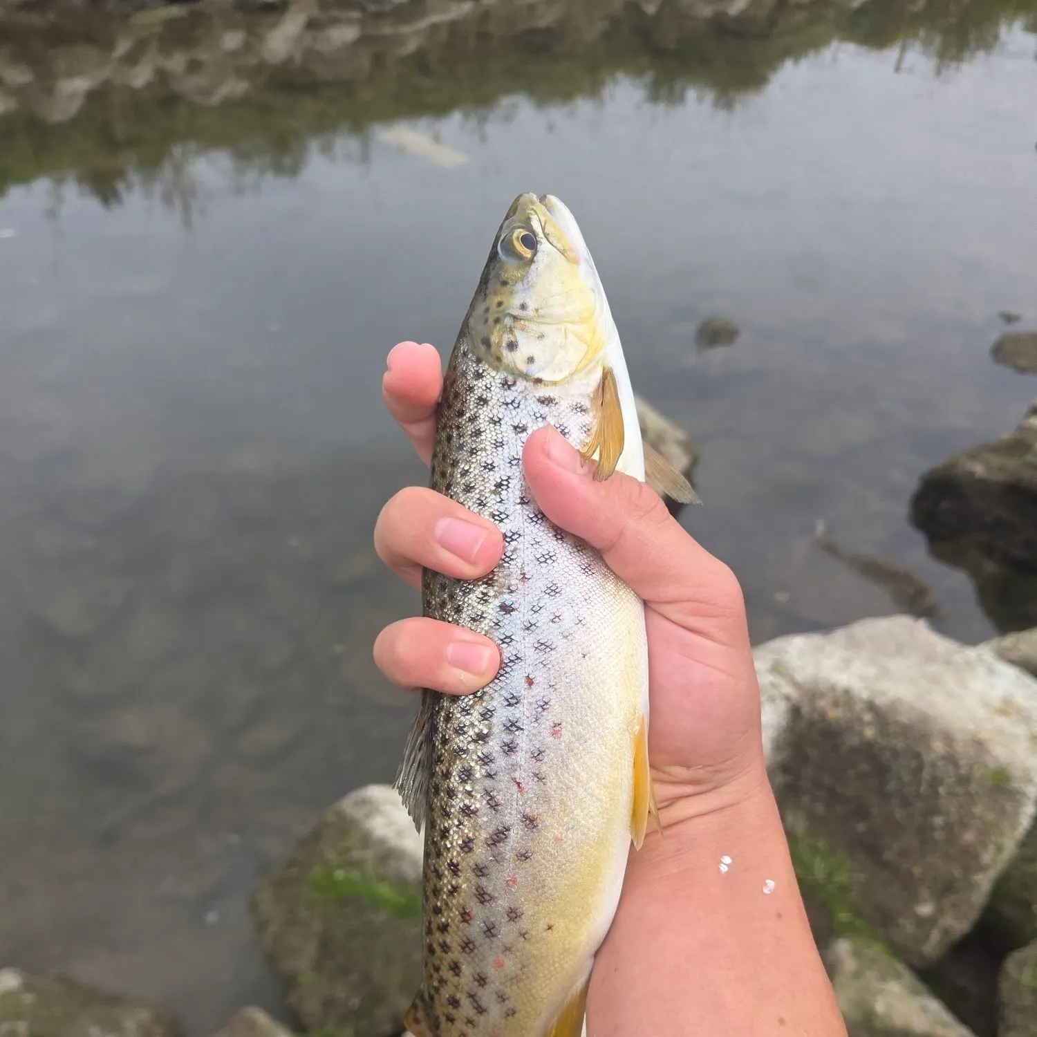 Brown trout caught on Fishbrain