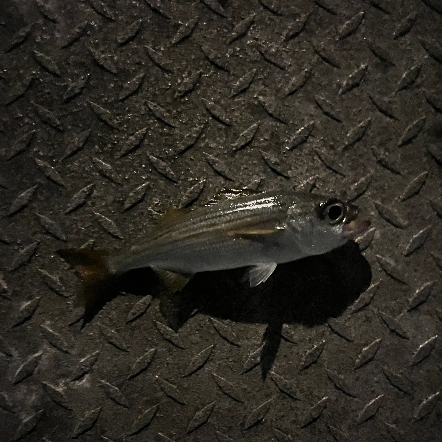 The most recent Californian salema catches on Fishbrain