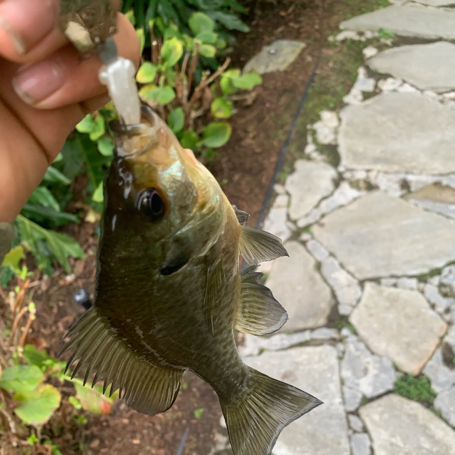 The most recent Redear x bluegill catches on Fishbrain