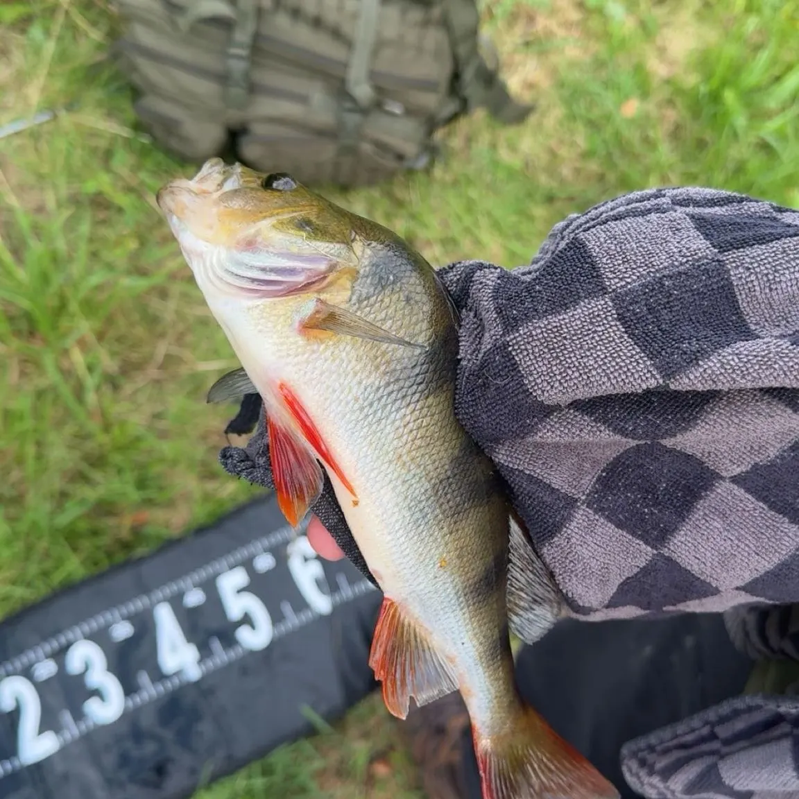 European perch caught on Fishbrain
