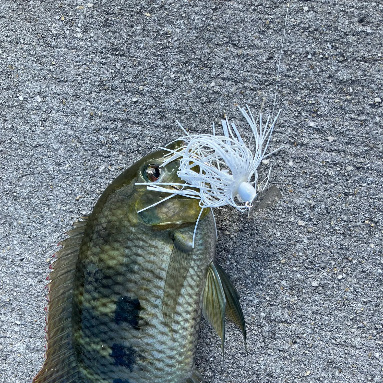 The most recent Spotted tilapia catches on Fishbrain