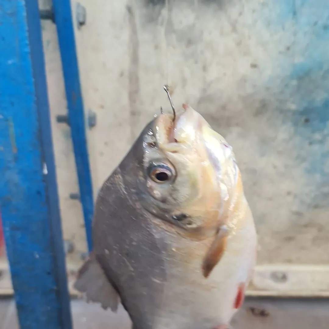 The most recent Red-bellied pacu catches on Fishbrain