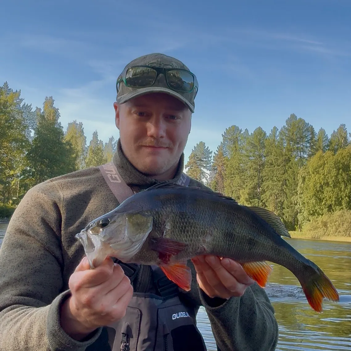 European perch caught on Fishbrain