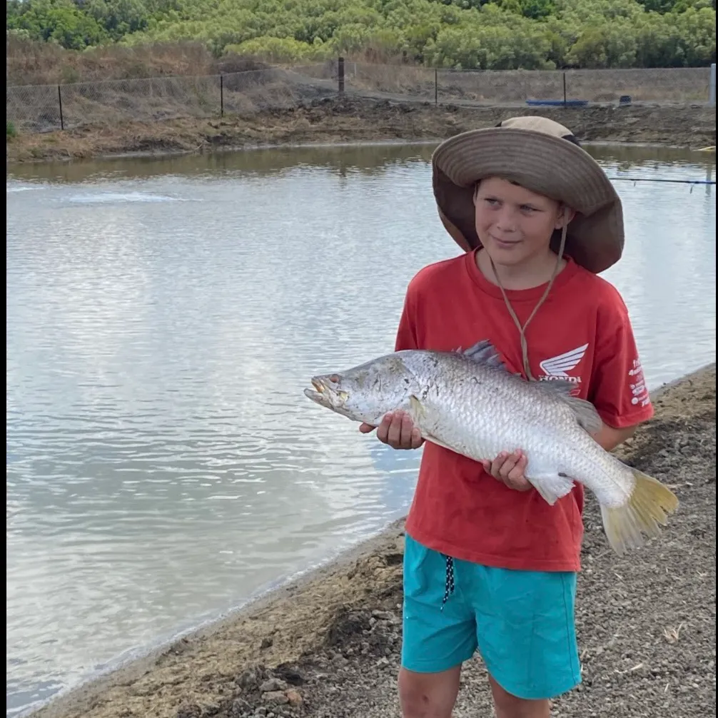 Barramundi caught on Fishbrain