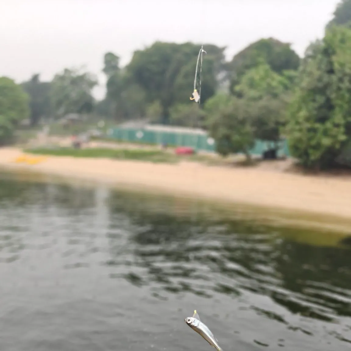The most recent Hardyhead silverside catches on Fishbrain