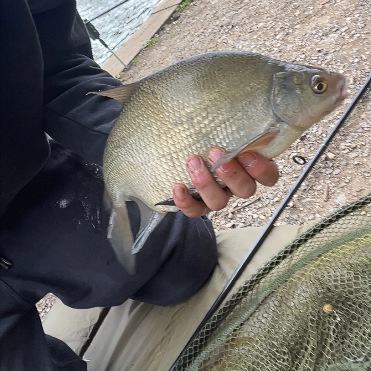 Common bream caught on Fishbrain