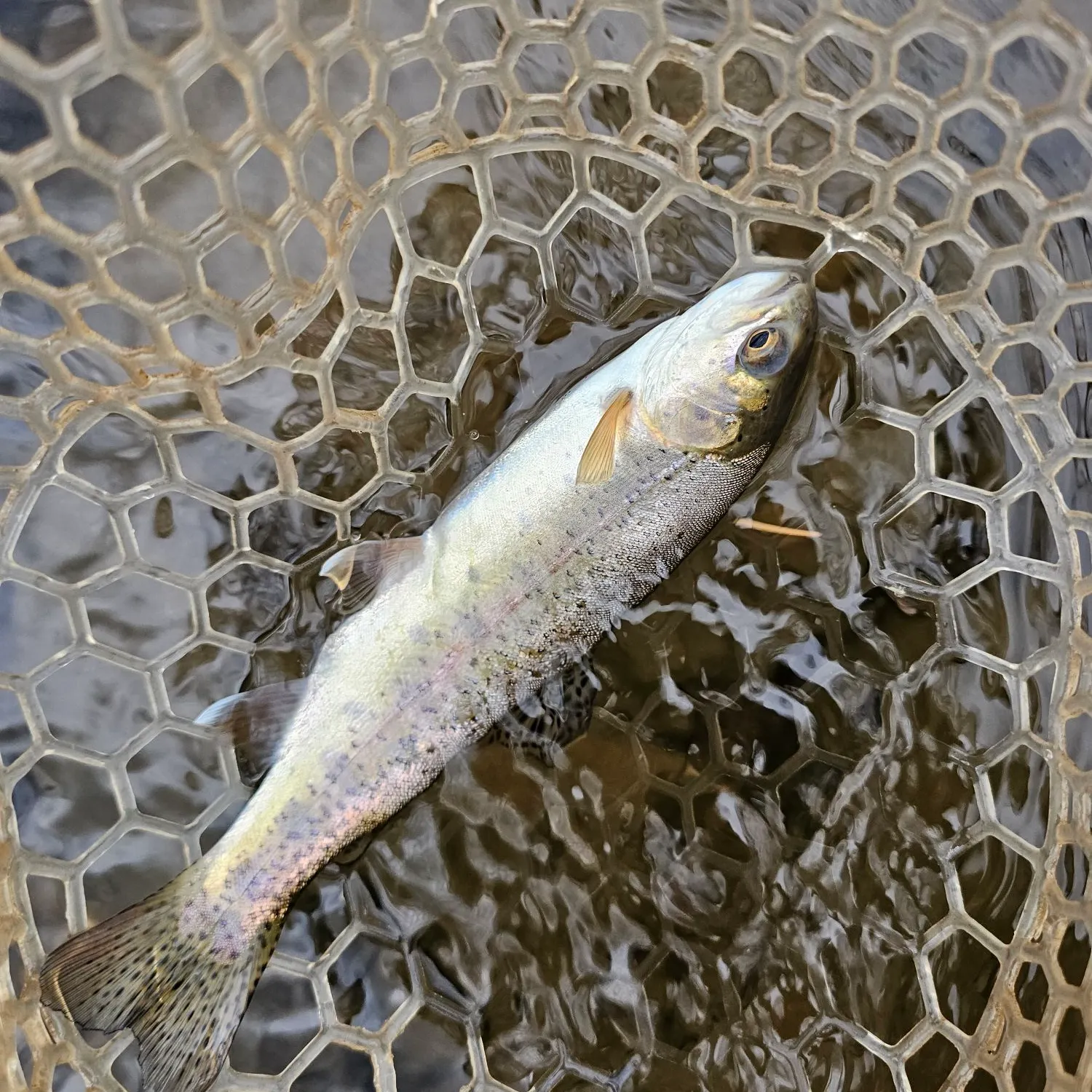 Rainbow trout caught on Fishbrain