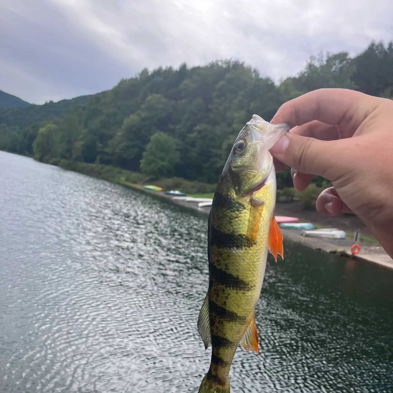 Yellow perch caught on Fishbrain