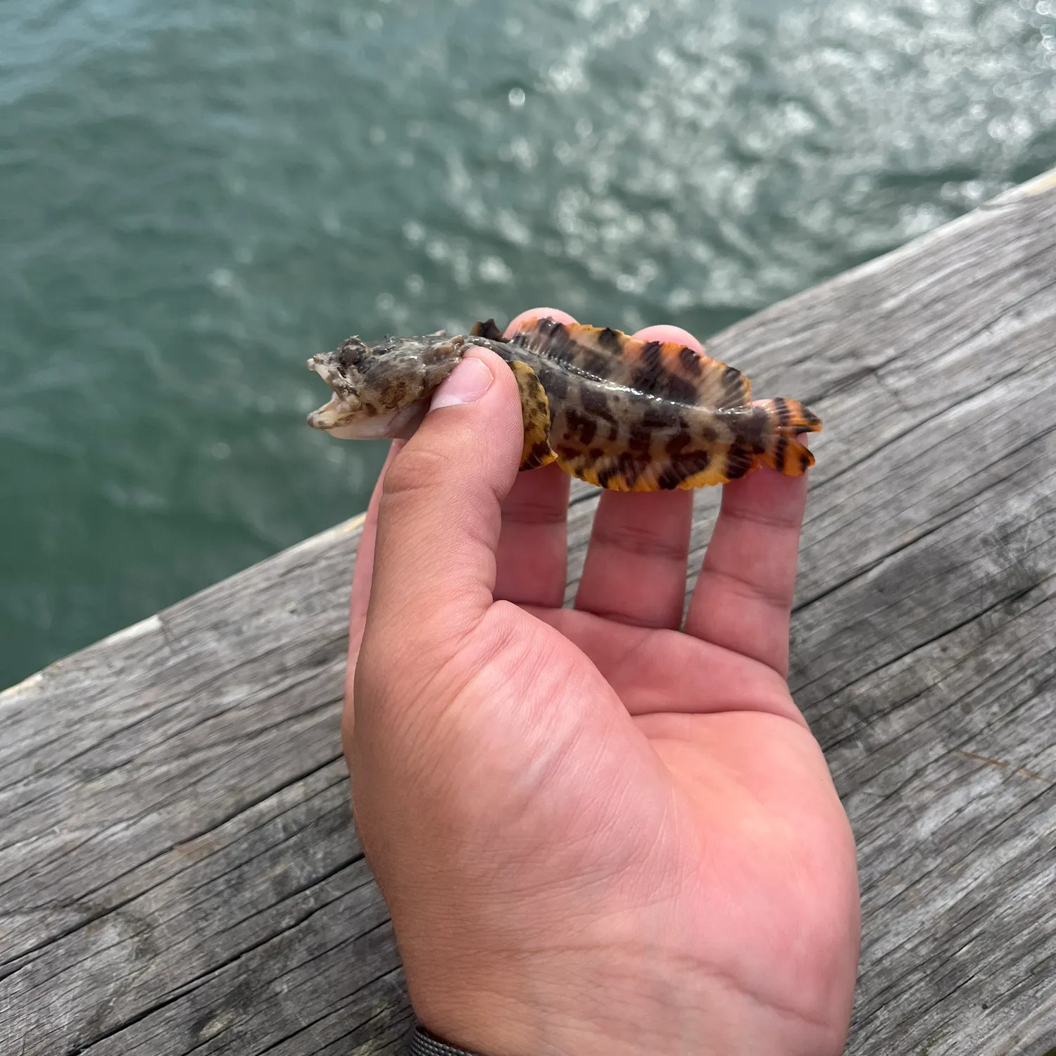 The most recent Oyster toadfish catches on Fishbrain