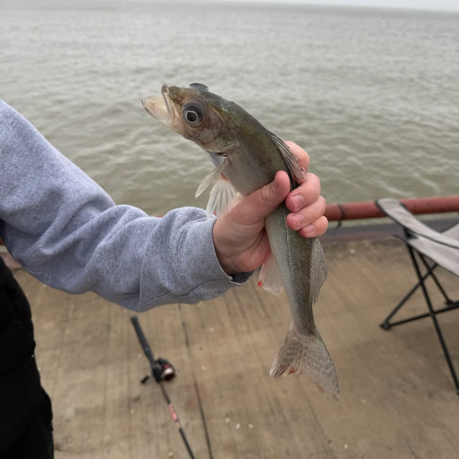 Walleye caught on Fishbrain
