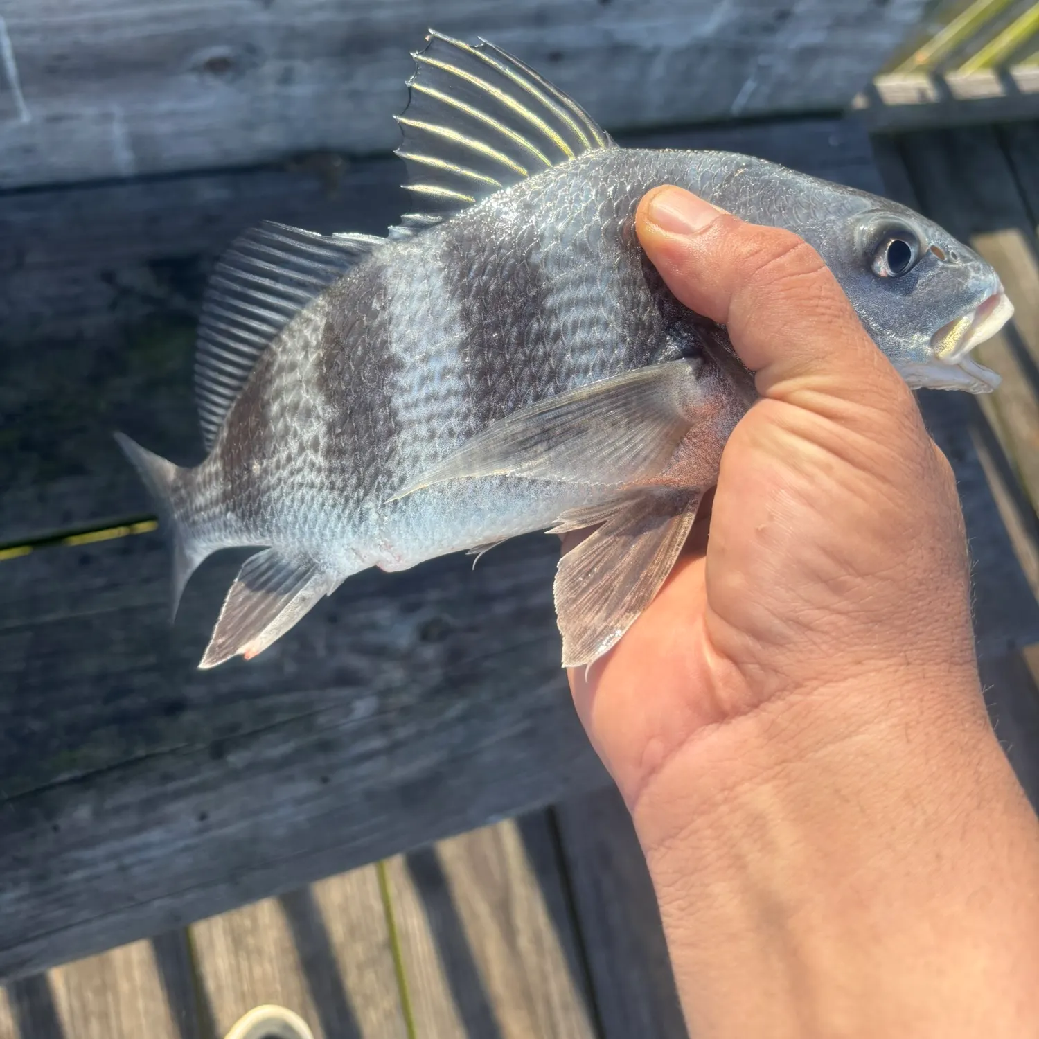 Black drum caught on Fishbrain