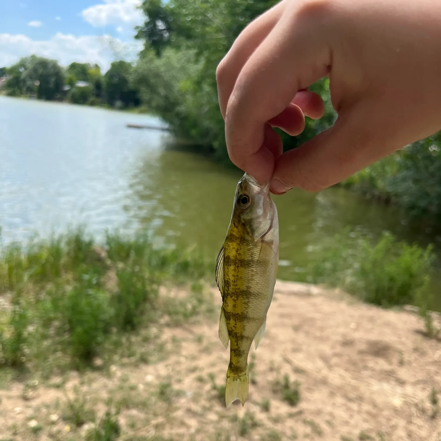 angler catch