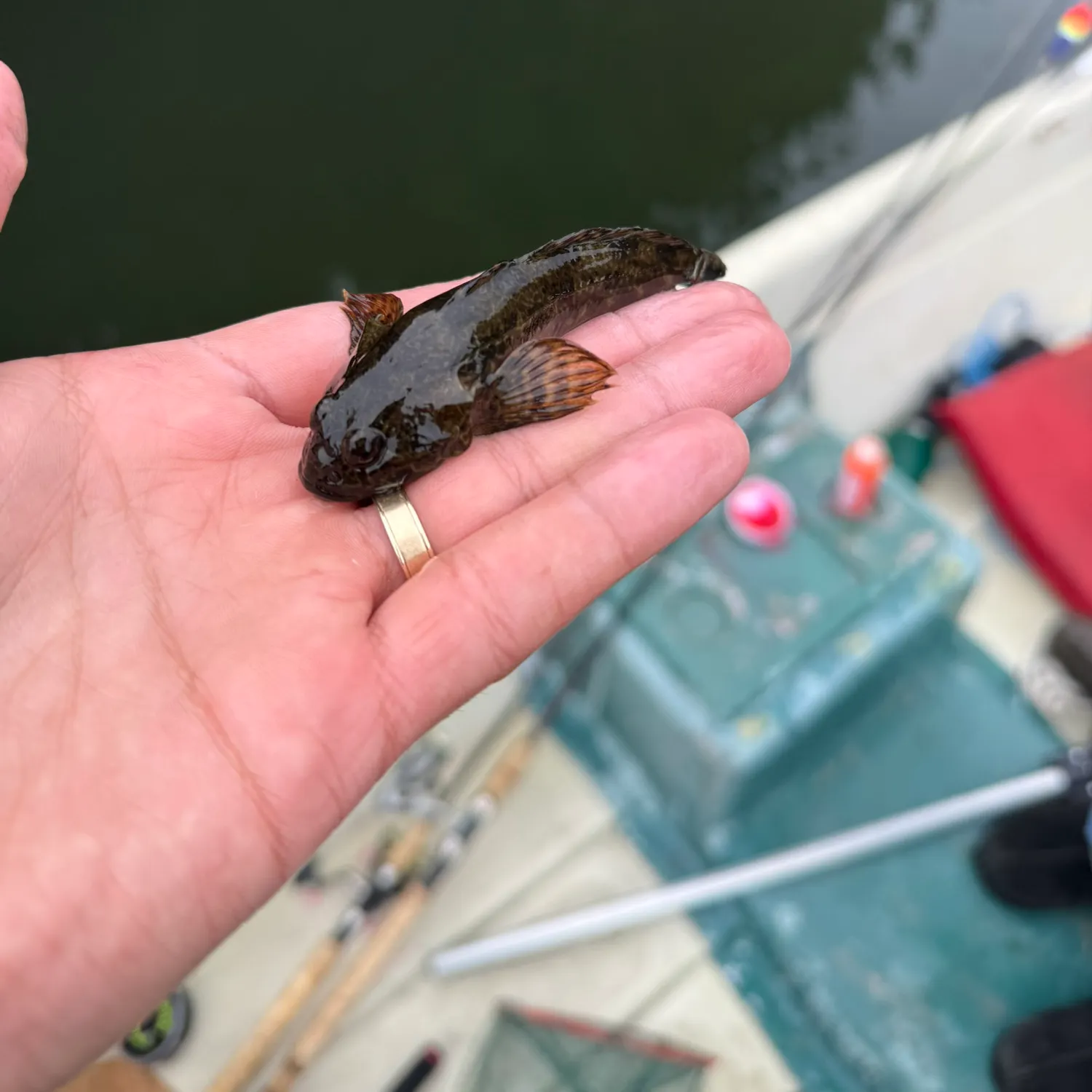 The most recent Prickly sculpin catches on Fishbrain