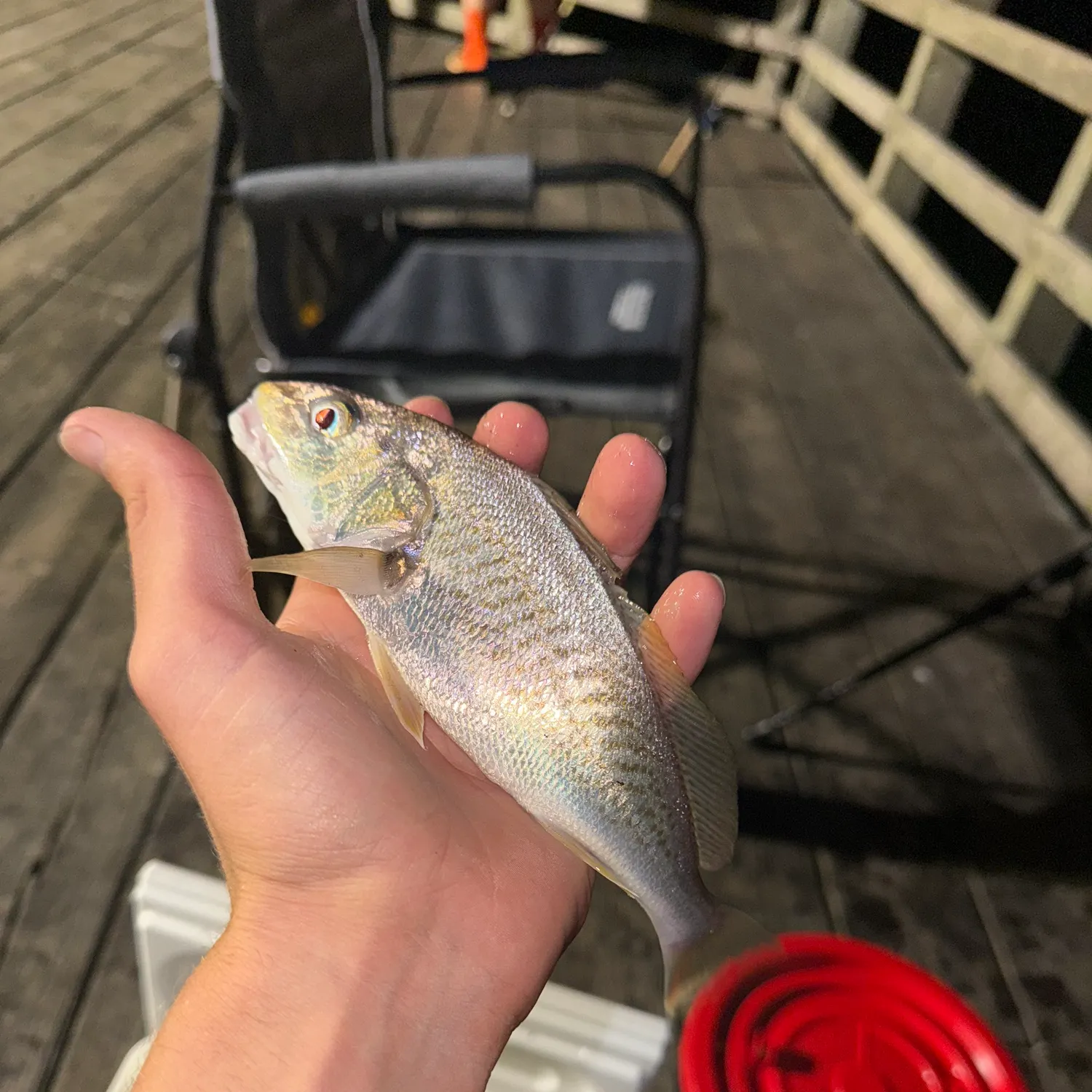 Atlantic croaker caught on Fishbrain