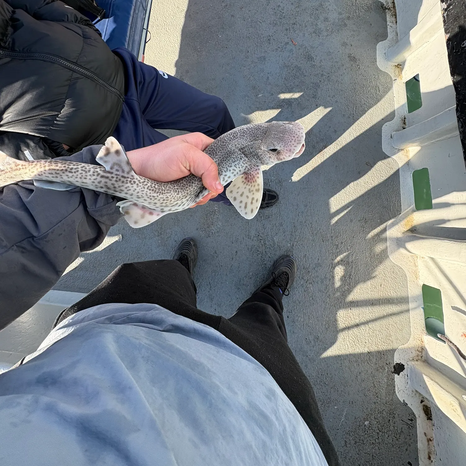 The most recent Lesser spotted dogfish catches on Fishbrain