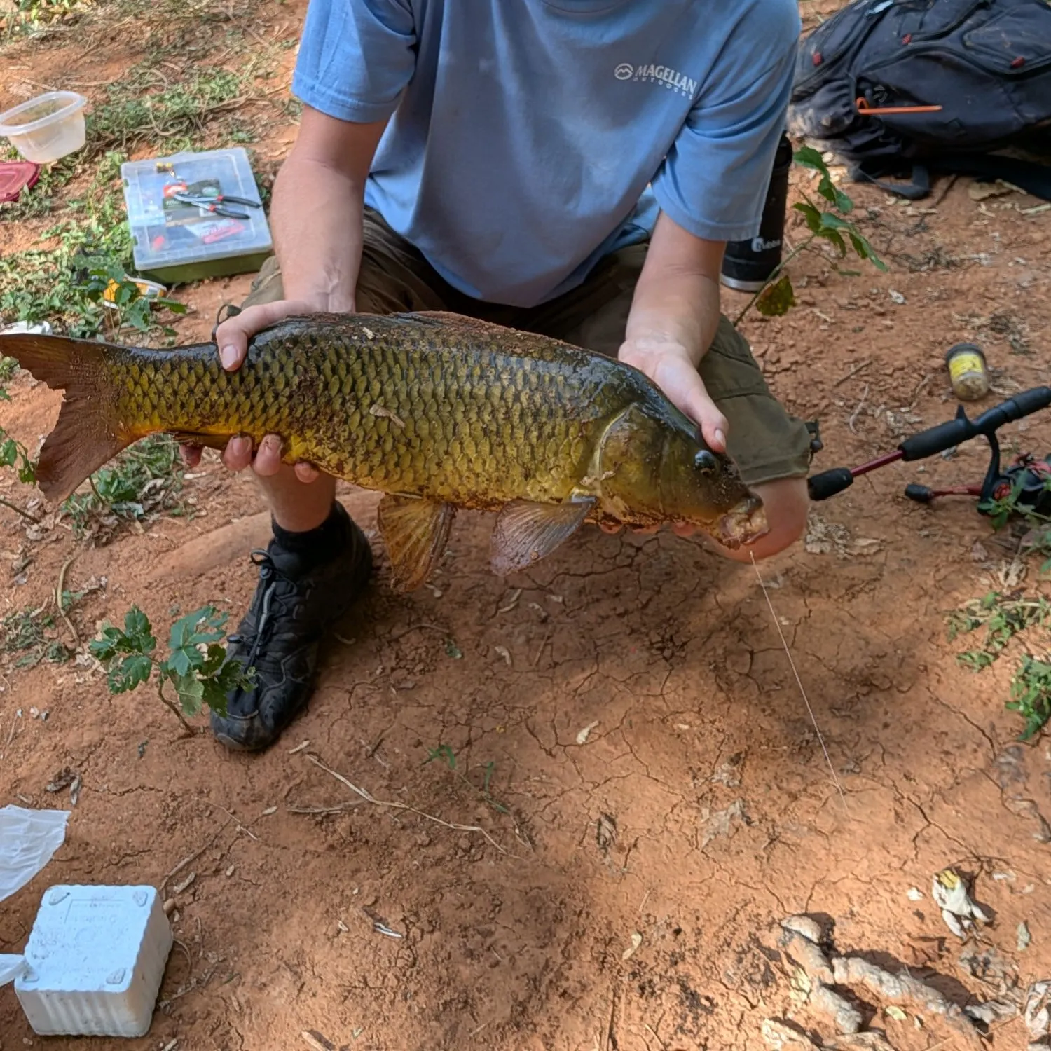 Common carp caught on Fishbrain