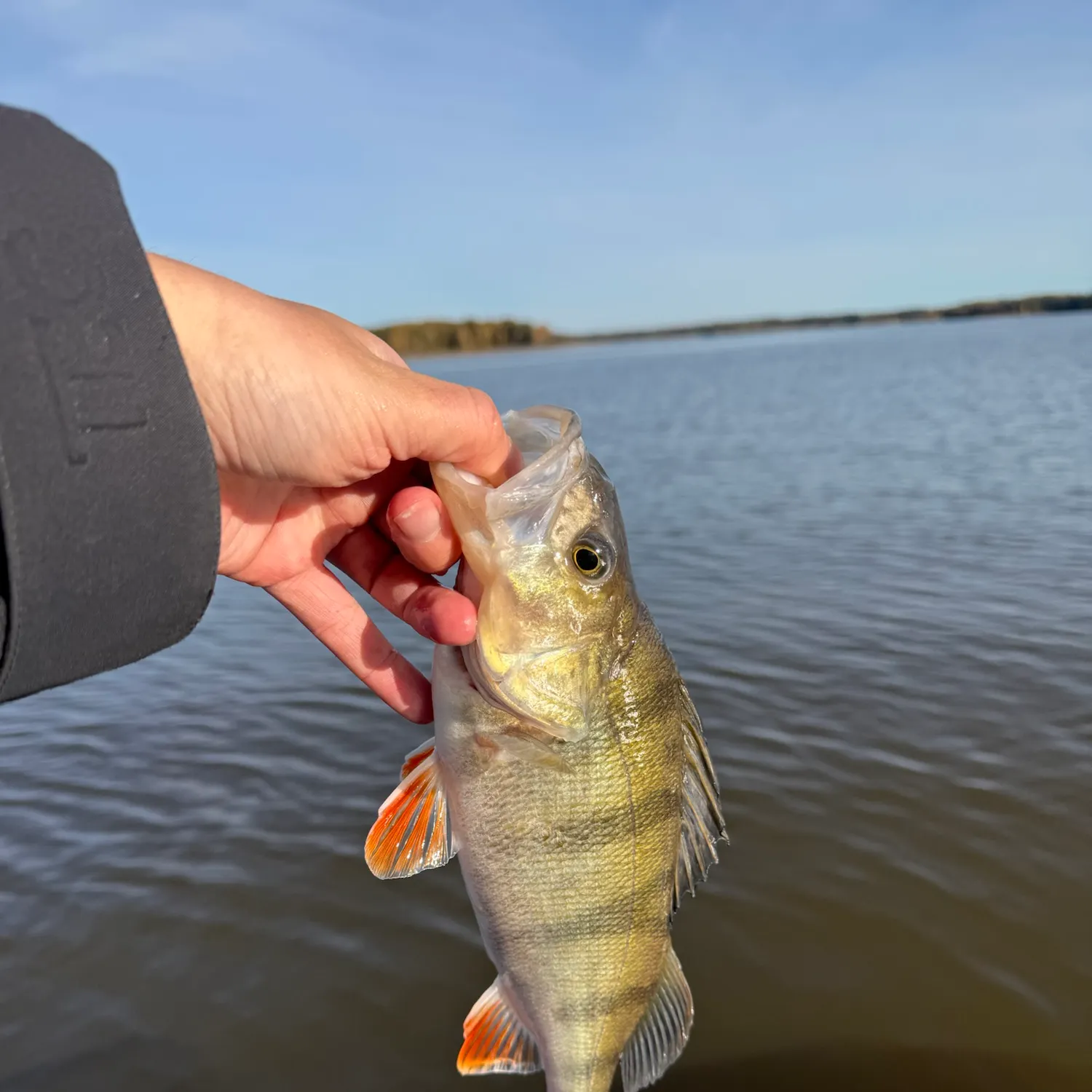 European perch caught on Fishbrain