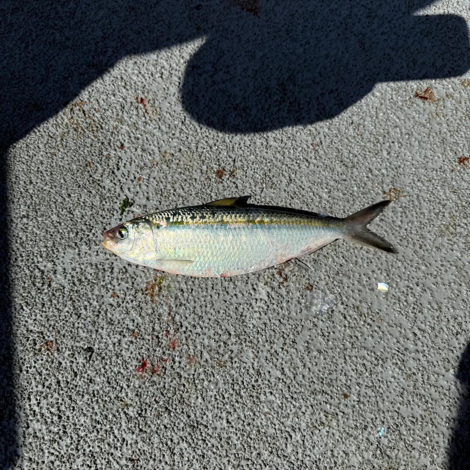 The most recent Pacific herring catches on Fishbrain