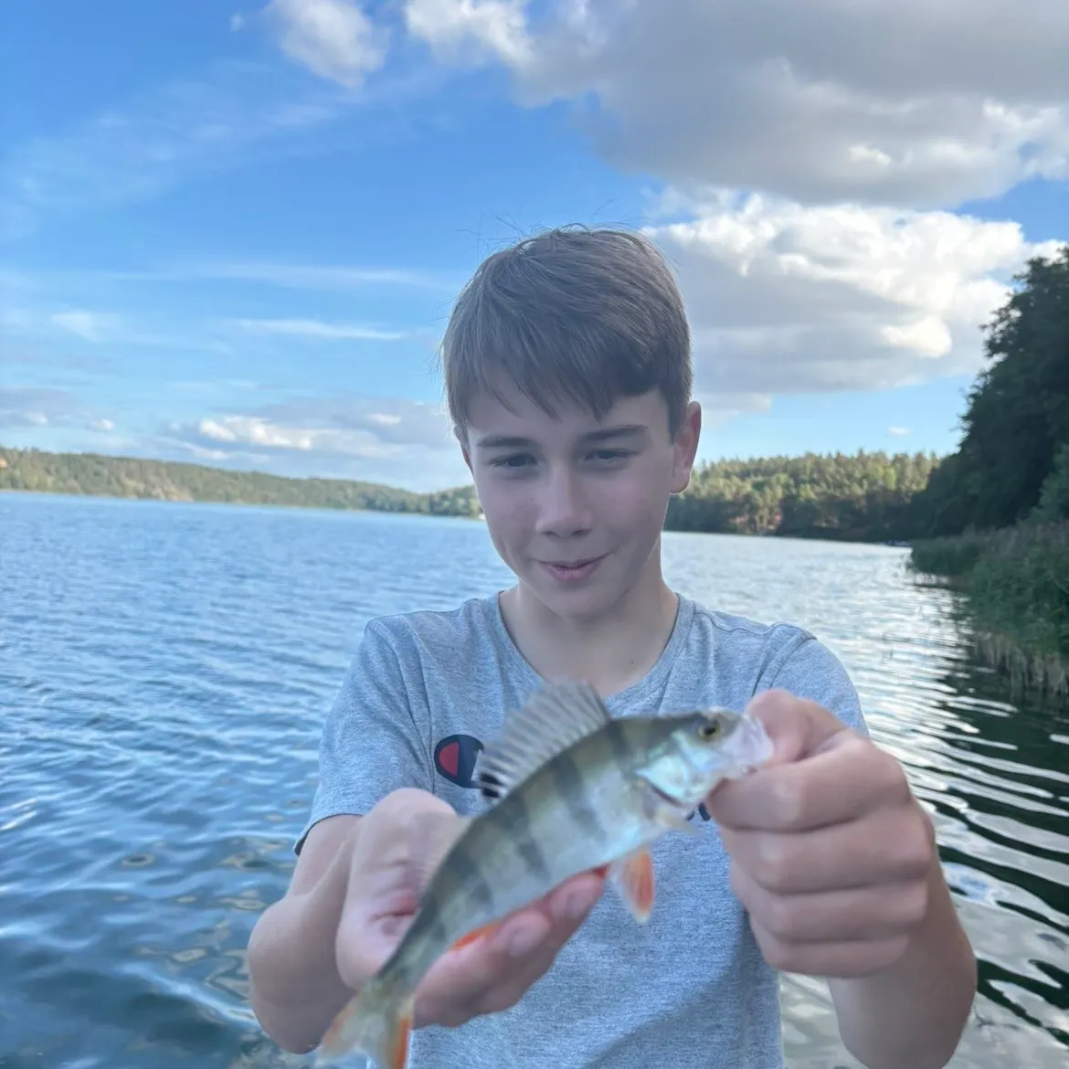 European perch caught on Fishbrain