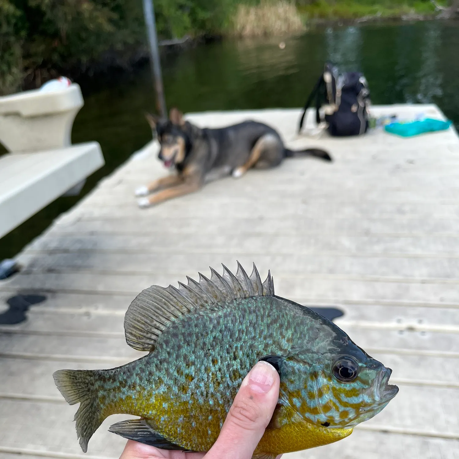 Pumpkinseed caught on Fishbrain
