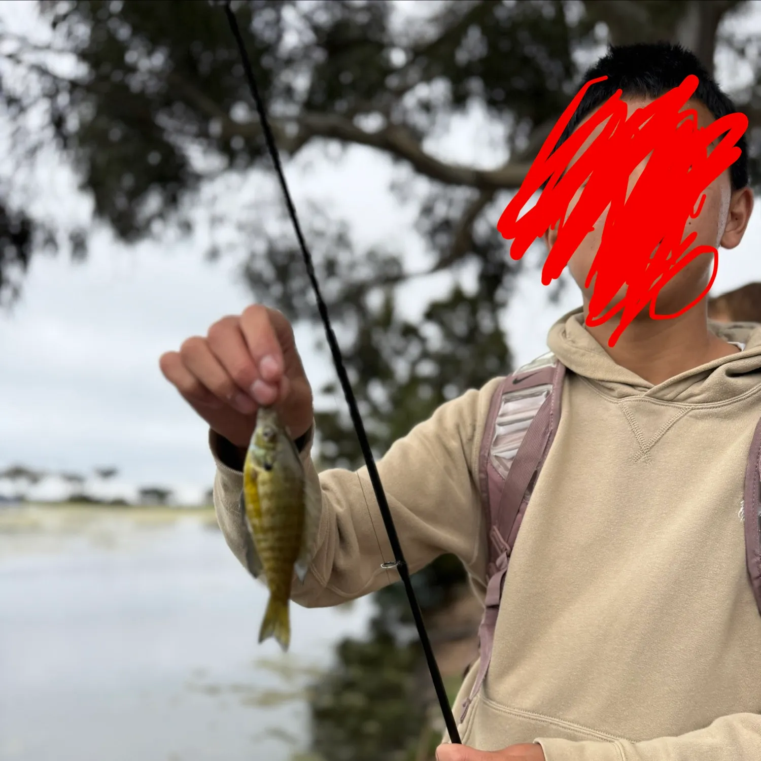 Bluegill caught on Fishbrain