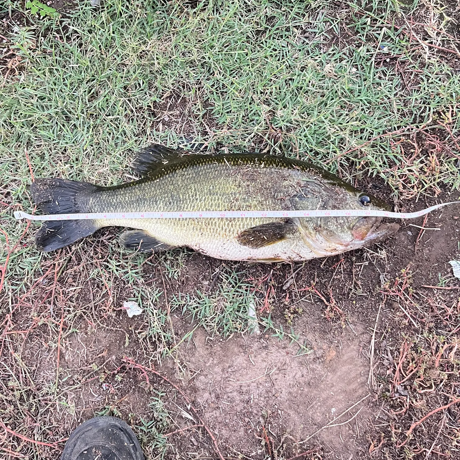 Largemouth bass caught on Fishbrain