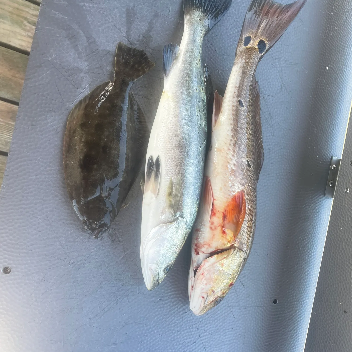 The most recent Red drum catches on Fishbrain