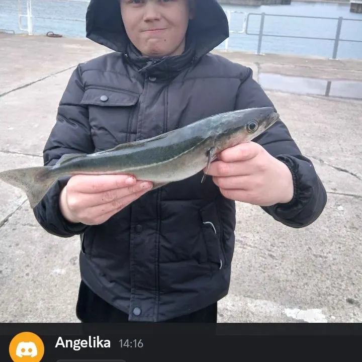 The most recent Atlantic pollock catches on Fishbrain