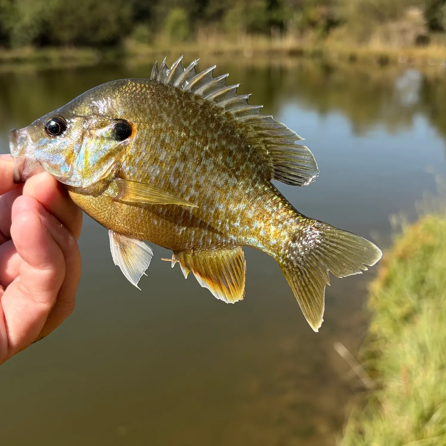 Greengill hybrid caught on Fishbrain