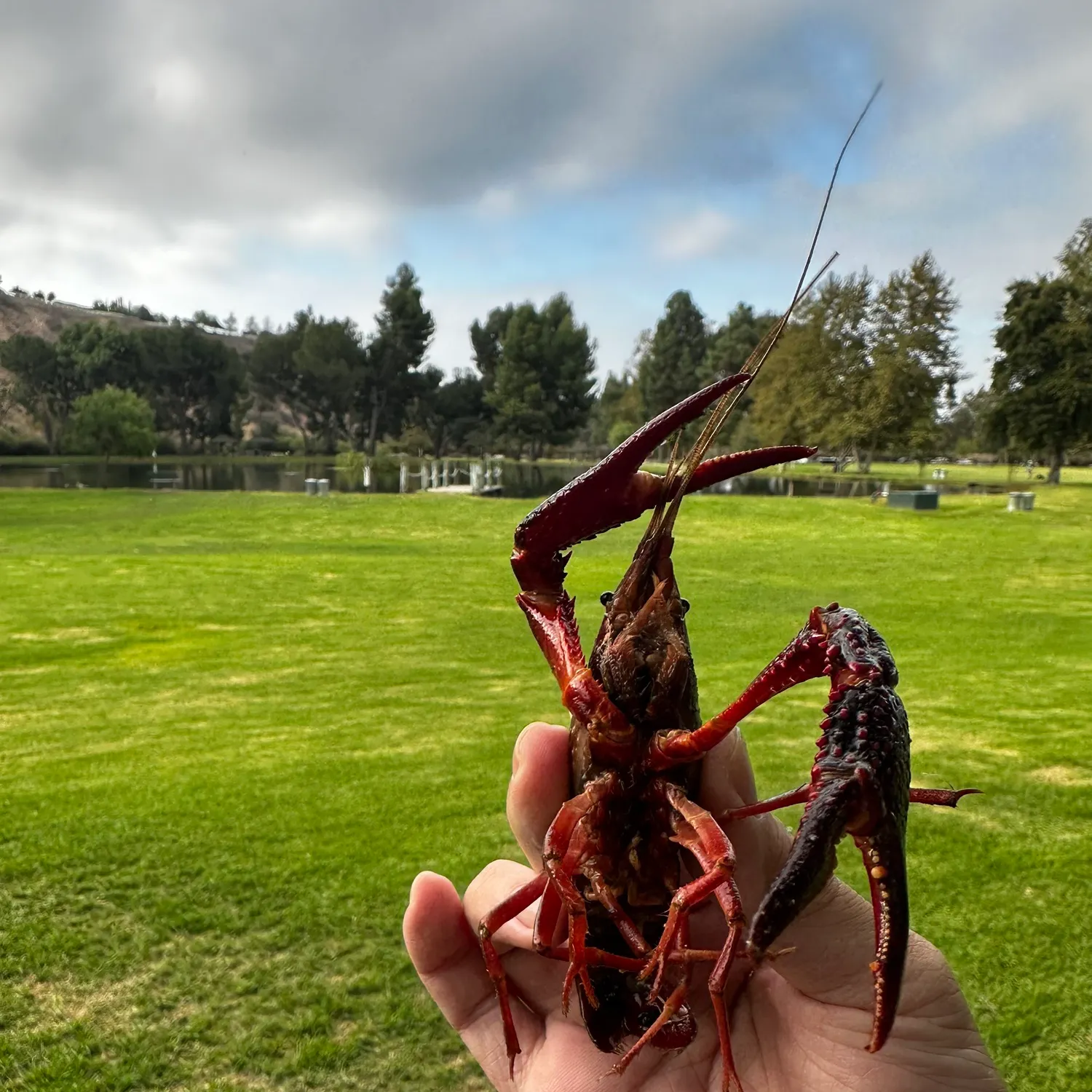 The most recent Red swamp crayfish catches on Fishbrain