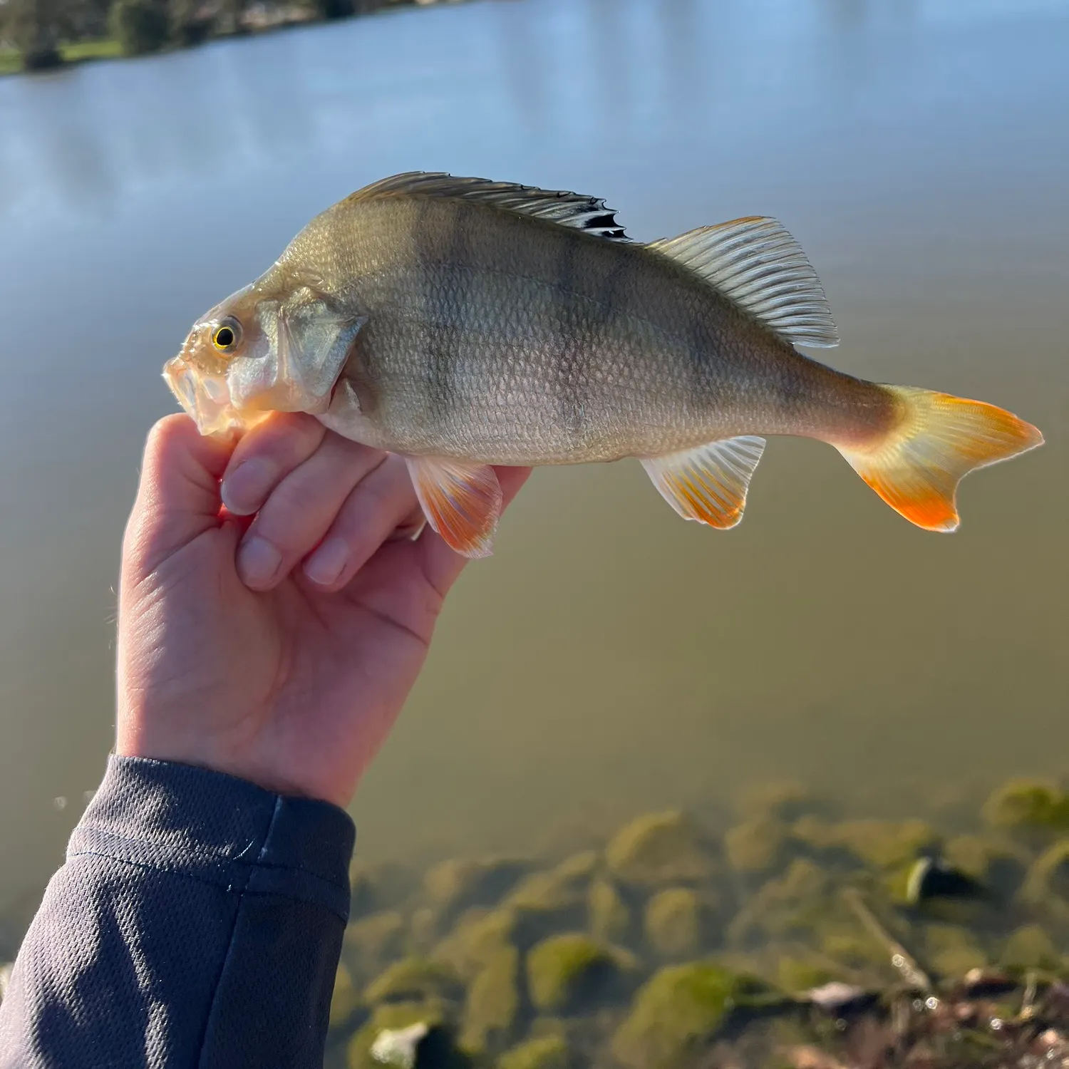 European perch caught on Fishbrain